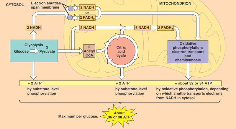 Cellular Respiration Overview