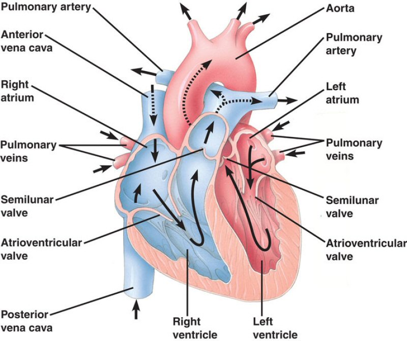 Heart Anatomy