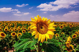 sunflowers.jfif